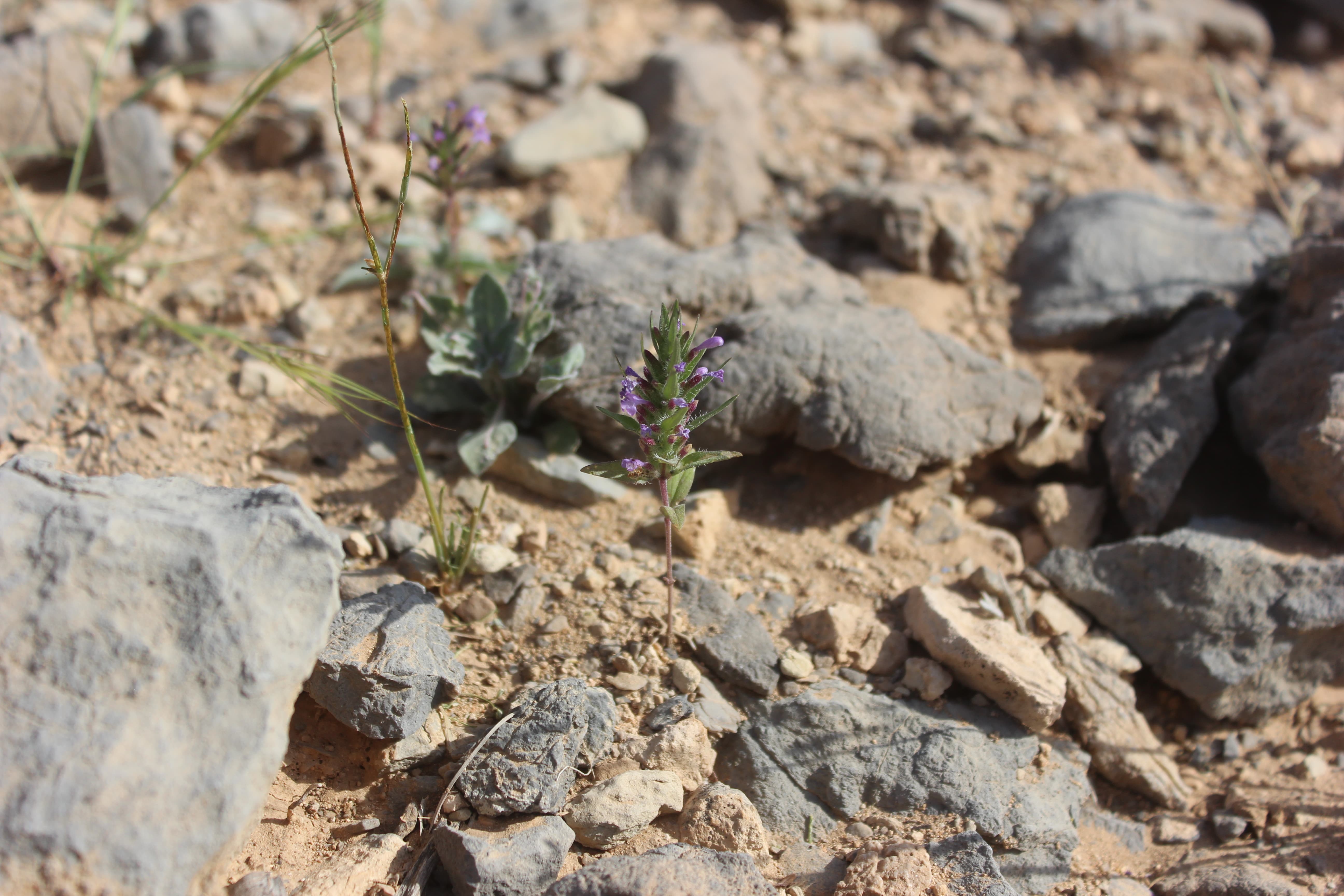 Plant Image